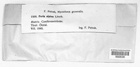 Image of Poria alpina